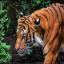 Jungle King