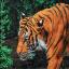 Jungle King