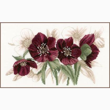 Hellebores
