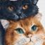 Three Cats