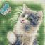 Cat with Butterfly