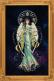 Tala, Deity of the Stars