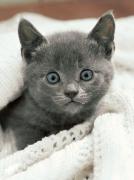 Curious Kitten