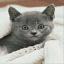 Curious Kitten