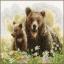 Bears in the woods