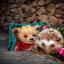 Little Bear