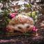 Hedgehog