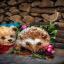 Hedgehog