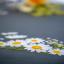 Squared Tablecloth - Daisies