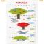 Height Chart - Forest animals