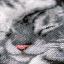 Cute Kitten