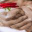 Wedding rose