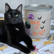 Trick or treat?