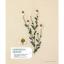 Herbier brodé: 33 plantes à broder