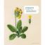Herbier brodé: 33 plantes à broder