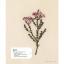Herbier brodé: 33 plantes à broder