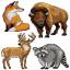 Forest Animals
