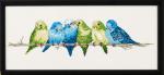 Budgie