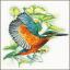 Flying kingfisher - Aida