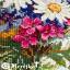 Meadow Blooms