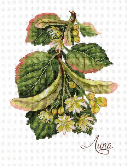 Gifts of nature. Linden