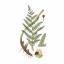 Plantes tinctoriales pour teintures naturelles
