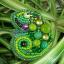 Chameleon - Brooch