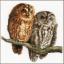 Owls