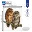 Owls