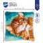 Cat Purring