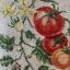 Étude aux tomates - Linen