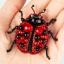 Ladybug - Brooch