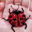 Ladybug - Brooch