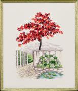 Japanese maple