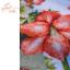 Holly Jolly Amaryllis