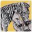 Safari Zebra