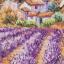 Lavender fields
