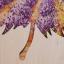 Lavender fields