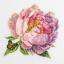 ’’Rozella’’ Peony