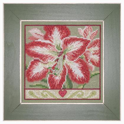 Amaryllis