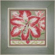 Amaryllis