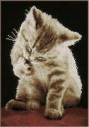 Kitten