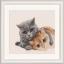 Cat Friends