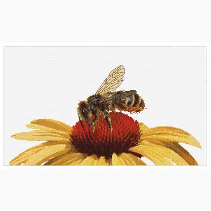 Bee on Yellow Echinacea