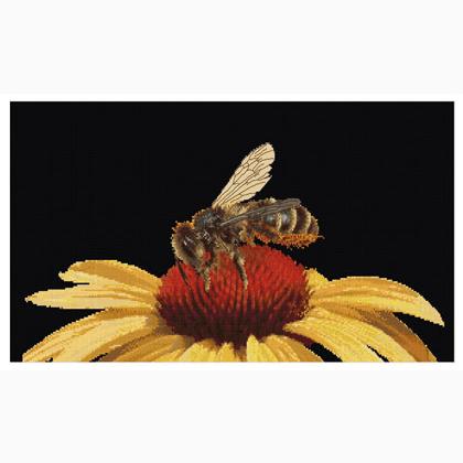 Bee on Yellow Echinacea - Aida Black