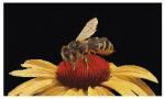 Bee on Yellow Echinacea - Aida Black
