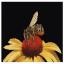 Bee on Yellow Echinacea - Aida Black