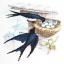 Swallow nest