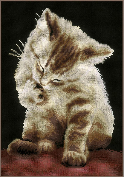 Kitten