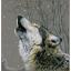 Howling at the stars